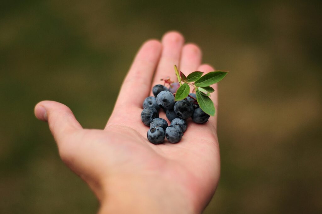 Can Cats Have Blueberries? Here’s the Truth (Straight from Vets)