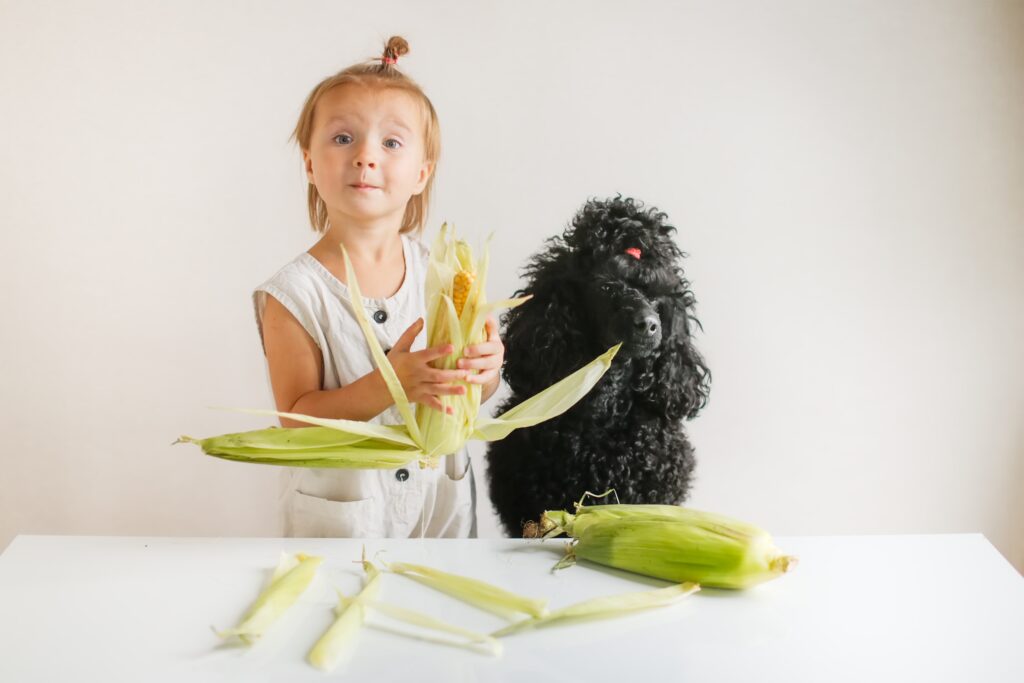 Can Dogs Eat Corn?