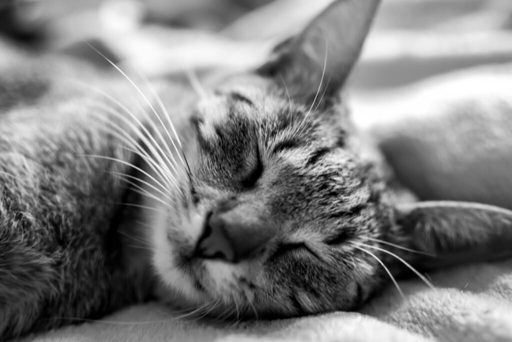 How Much Does It Cost to Cremate a Cat?