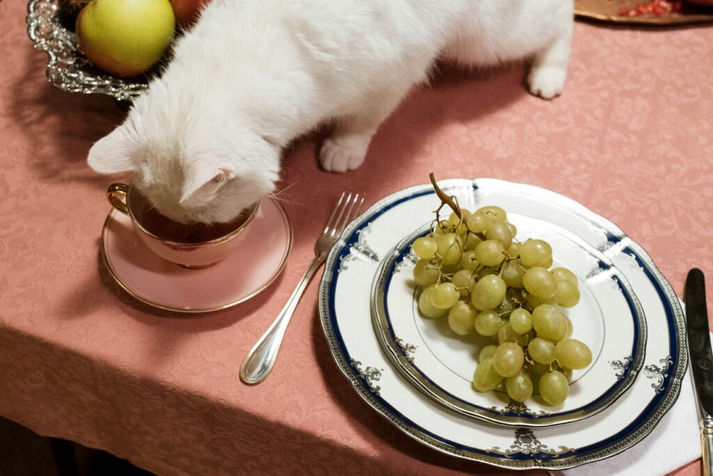 Can I Feed My Cat Different Brands of Wet Food?