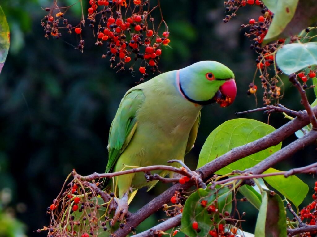 Finding the Best Parakeet Food: A Bird Owner’s Honest Guide