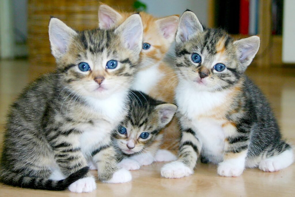 Top 5 Tips for Using the Kitten Age Chart Effectively